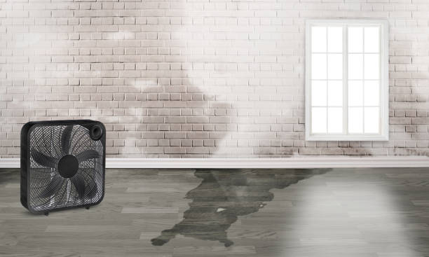 Best Professional water damage repair  in El Dorado Springs, MO